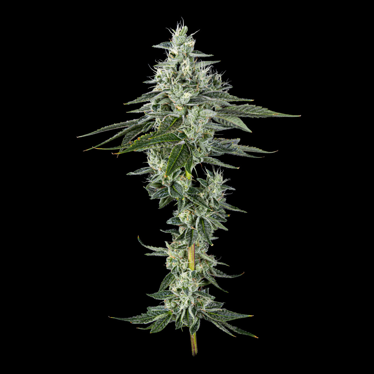 Photograph of product: Morning Dew | Choka Cola [3.5g]
