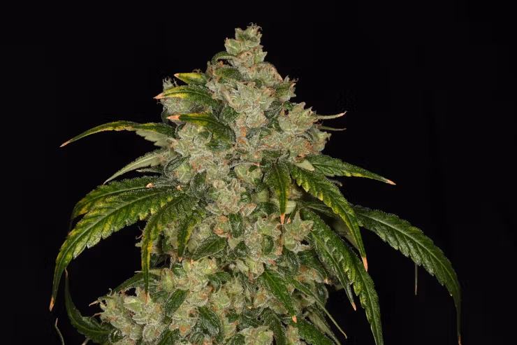 Photograph of product: Local Skunk Pre-Roll 1g