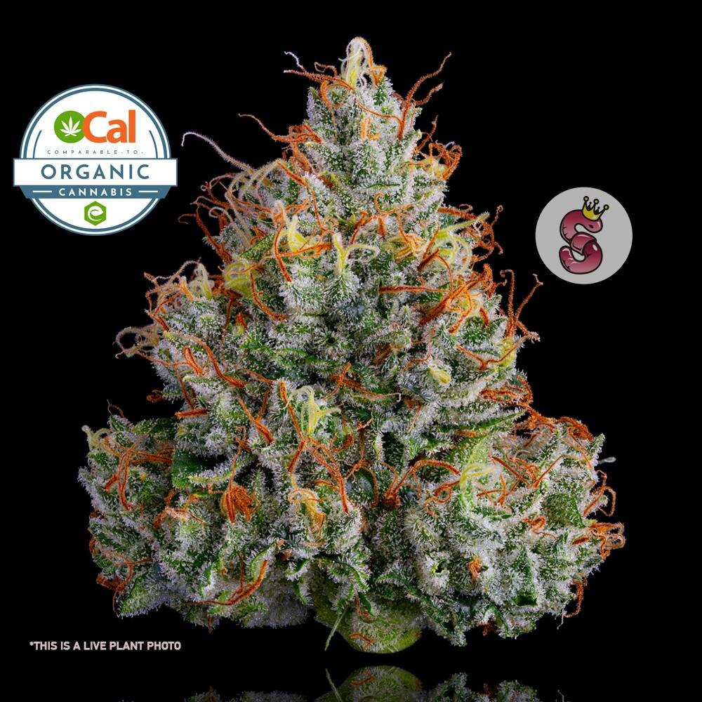 Photograph of Product: Lemon Banana Sherbert No Till Kings - 3.5g