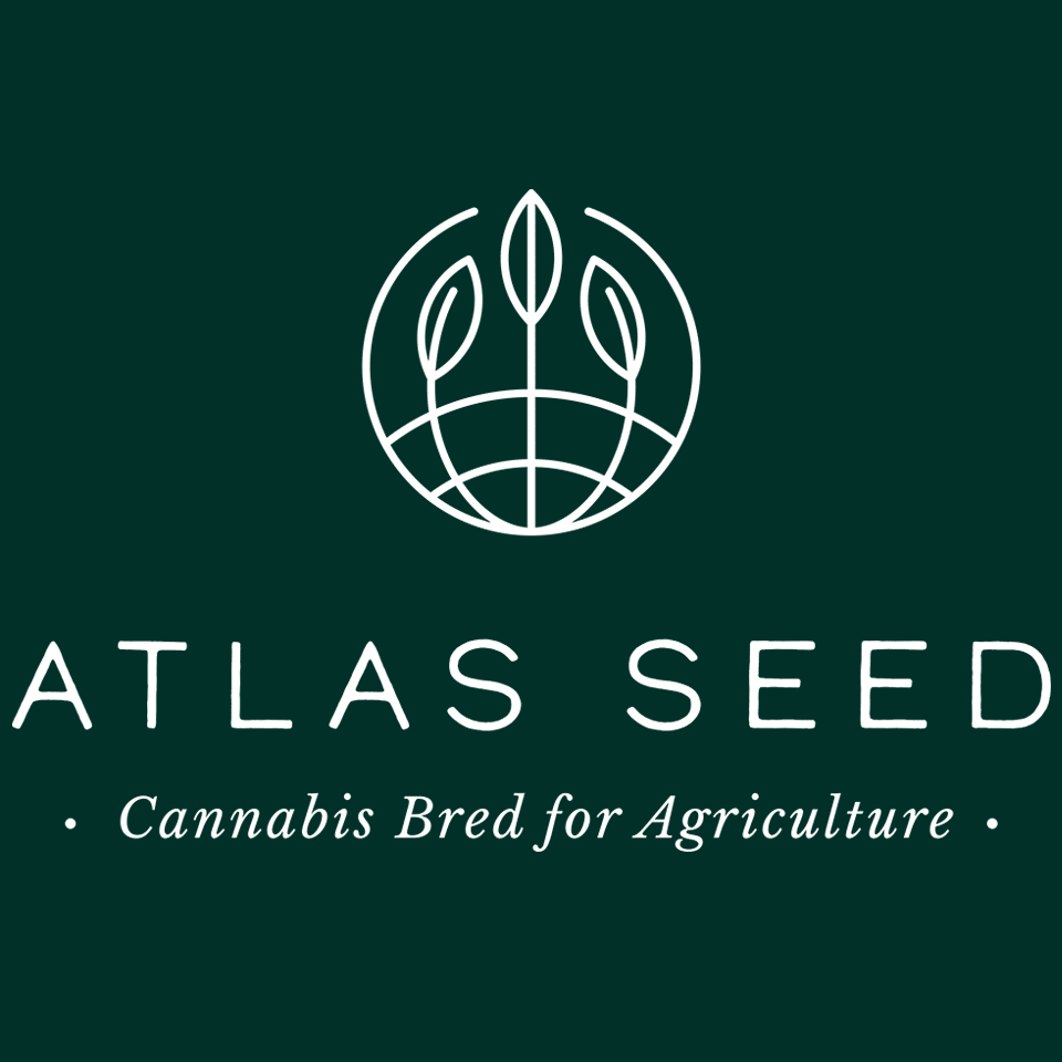 Photograph of product: Atlas Seed - Blue Dream Semi Full Term - 3 Feminized Seeds