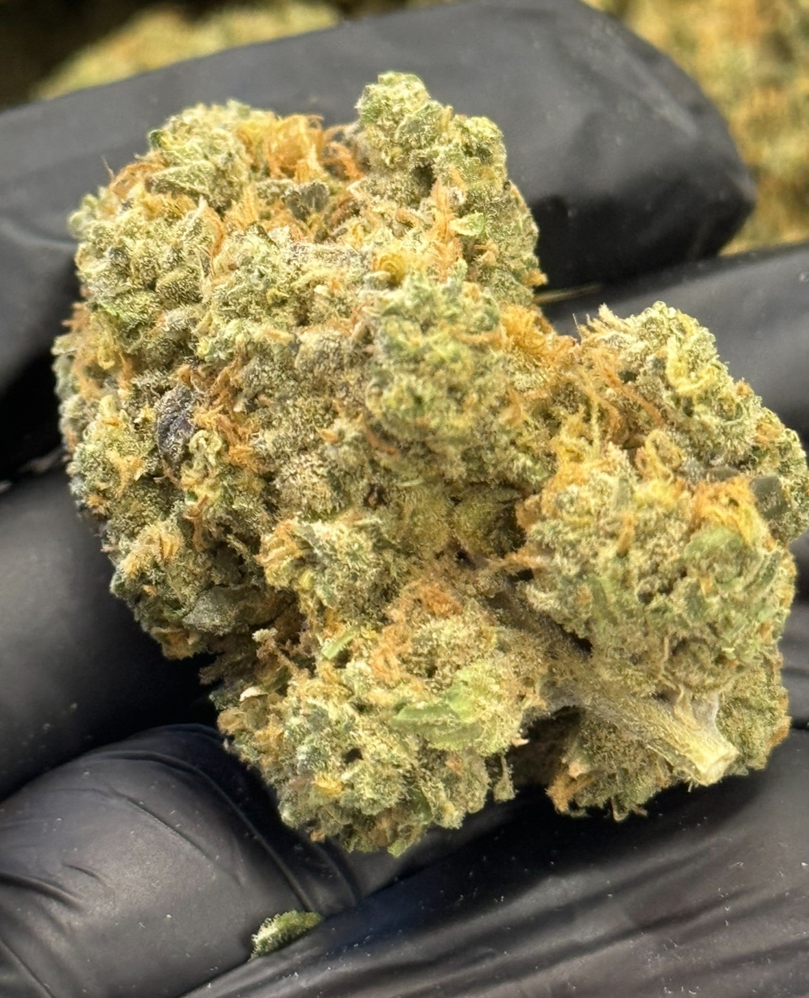 Photograph of product: BEST BUDZ - Blueberry Muffin | - 28g