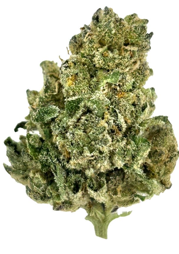 Photograph of product: Gusher X Maitai - 1g