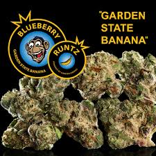 Photograph of product: Garden State Banana - Blueberry Runtz Big Buds 3.5g