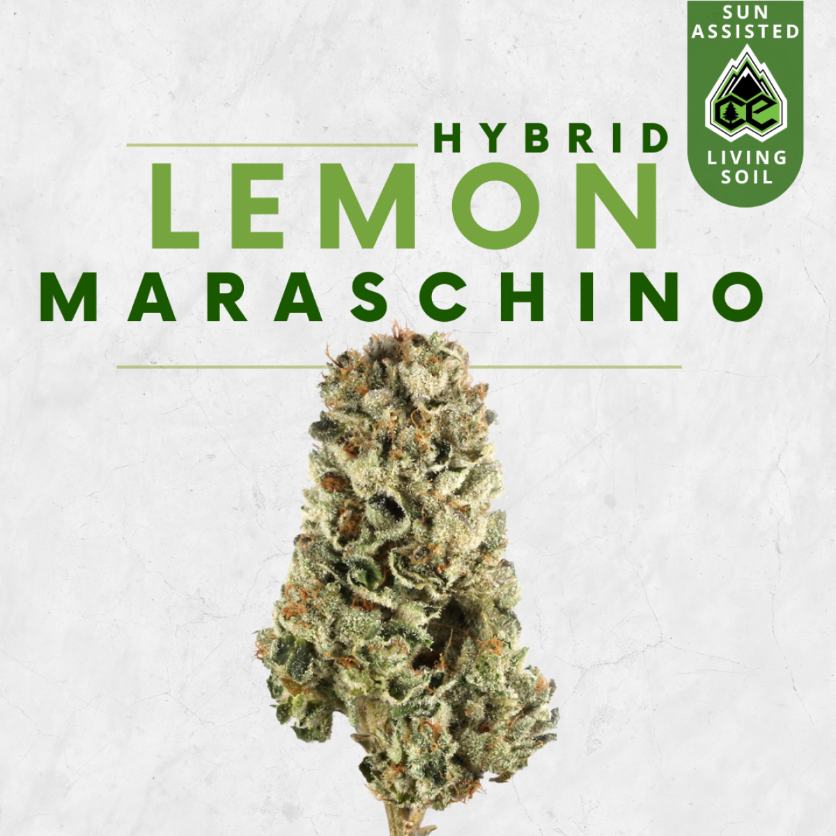 Photograph of Product: Lemon Maraschino - 3.5g