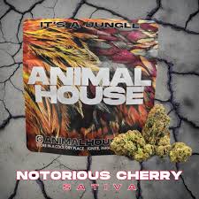 Photograph of product: Animal House | Notorious Cherry |3.5G Mixed Light Flower