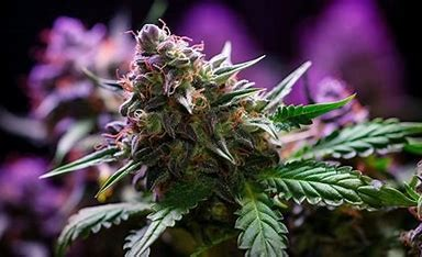 Photograph of product: Gas Cake - 3.5g Flower