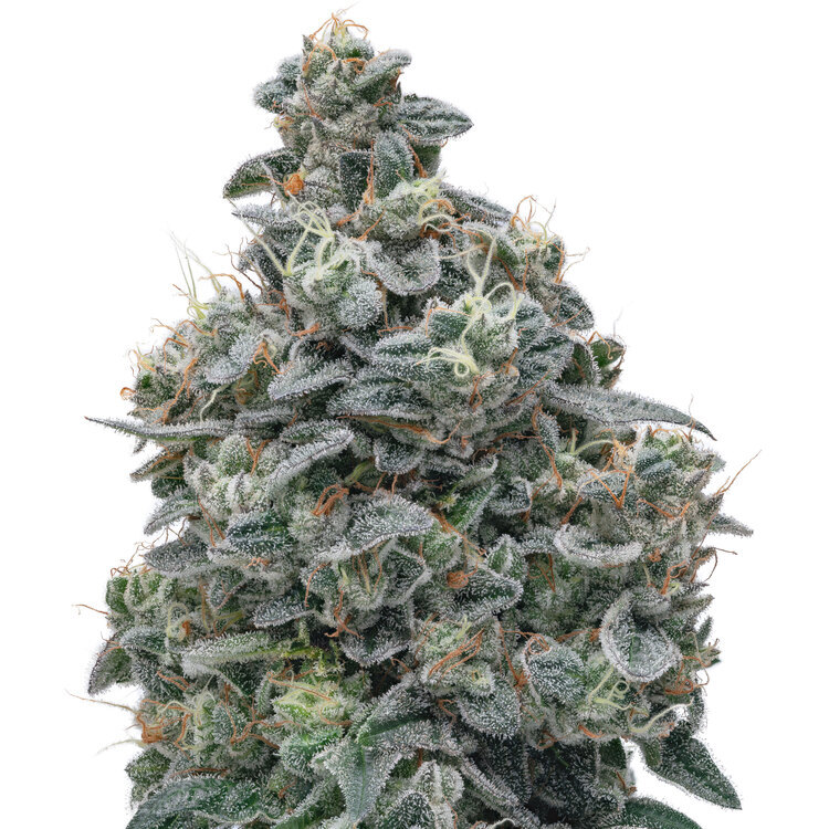 Photograph of product: $10 - Tokyo - LA Kush Cake - 56g