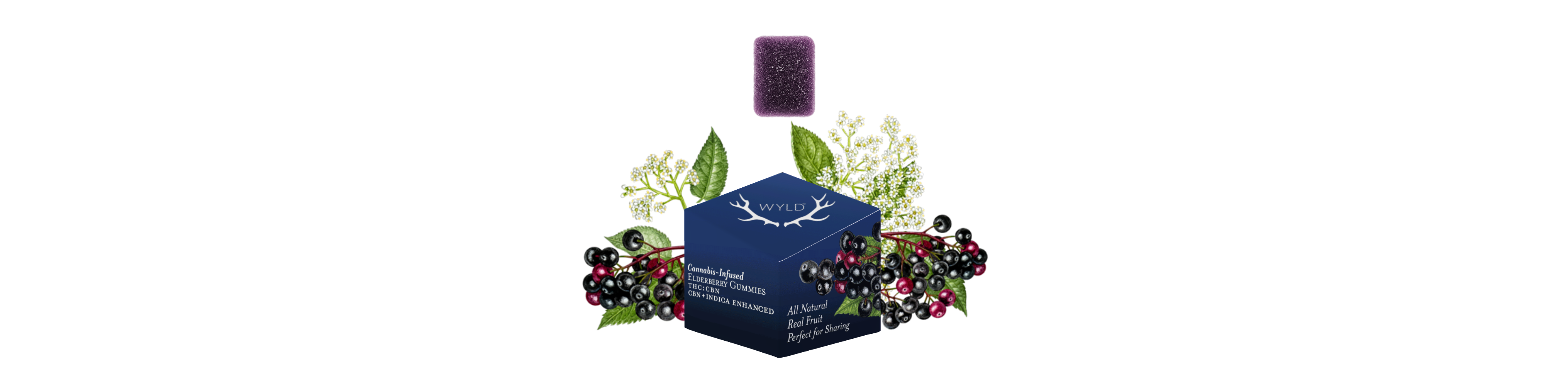 Photograph of product: Wyld - Elderberry 2:1 Gummies - 50mg