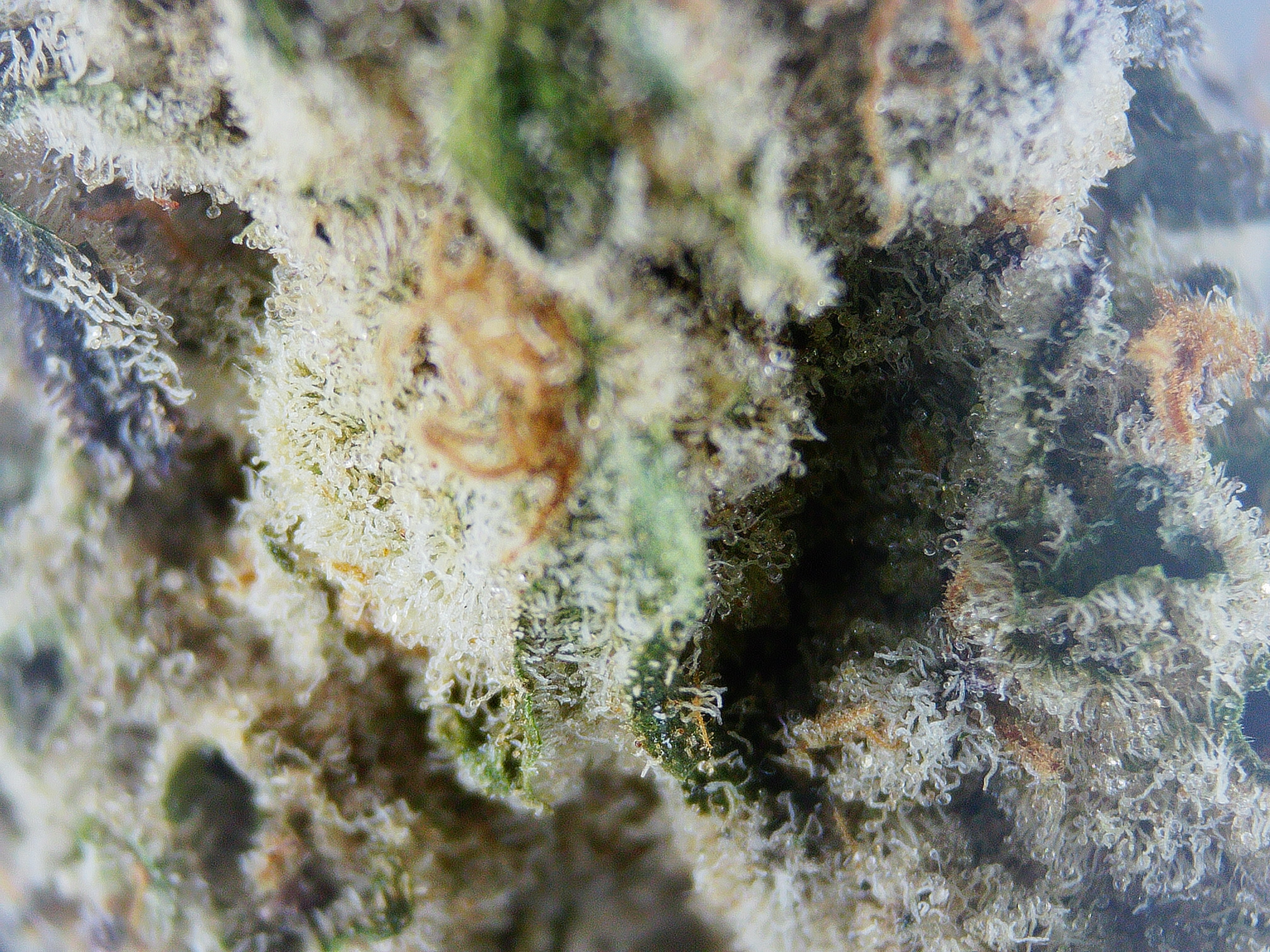 Photograph of Product: Satori Dulce De Uva 1/4 - 7g