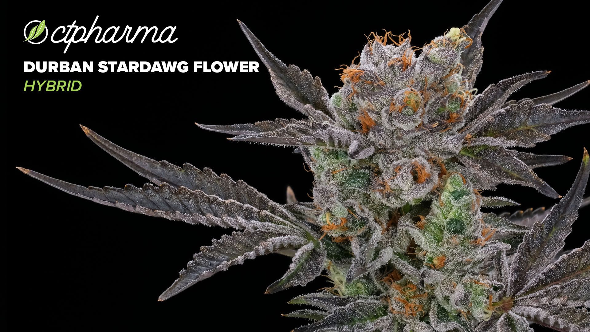 Photograph of product: CTPharma Durban Stardawg Whole Flower 24.30% (H) 3.5g - 25778