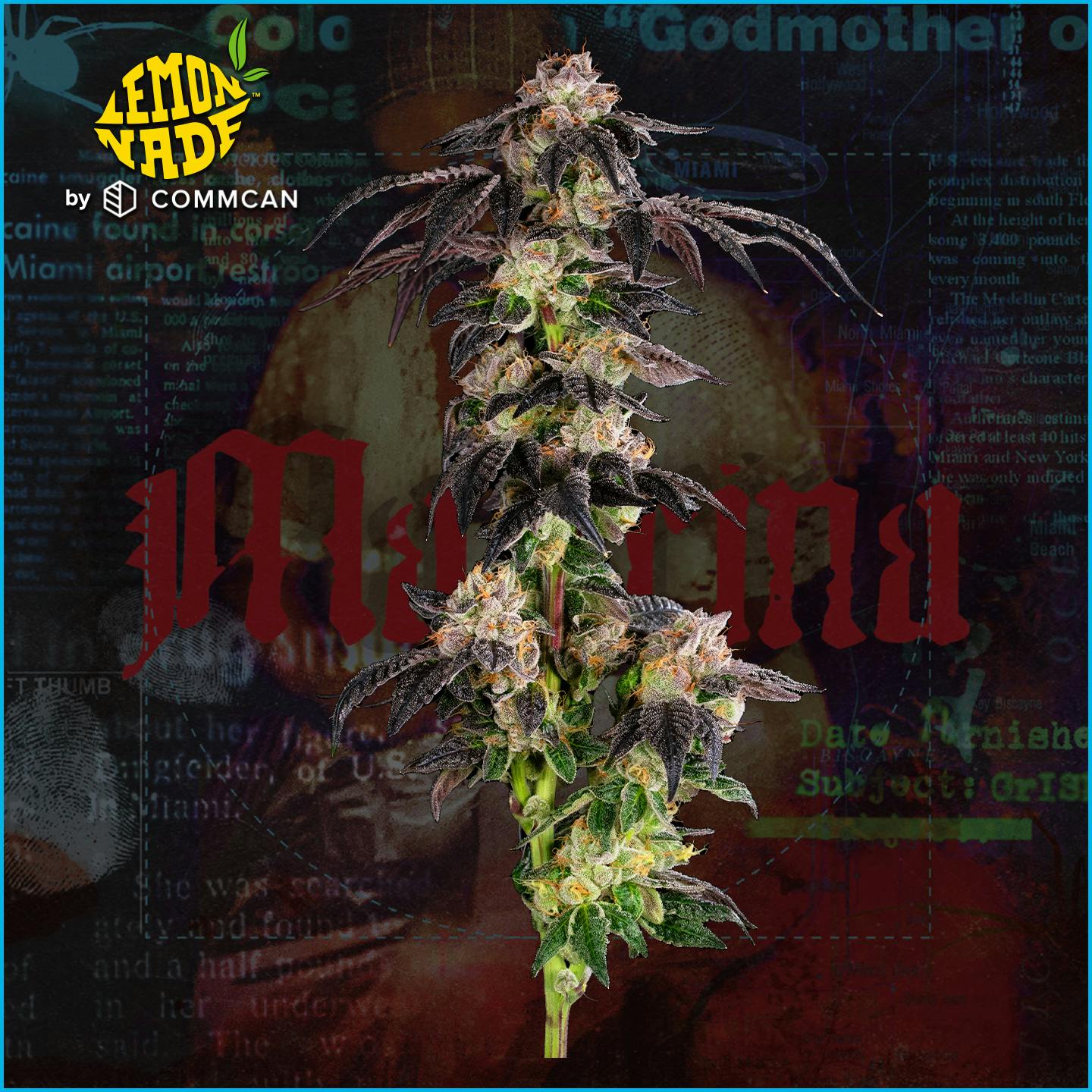 Photograph of product: Madrina