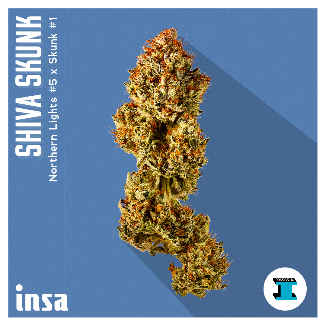 Photograph of product: Flower - Shiva Skunk - 3.5g