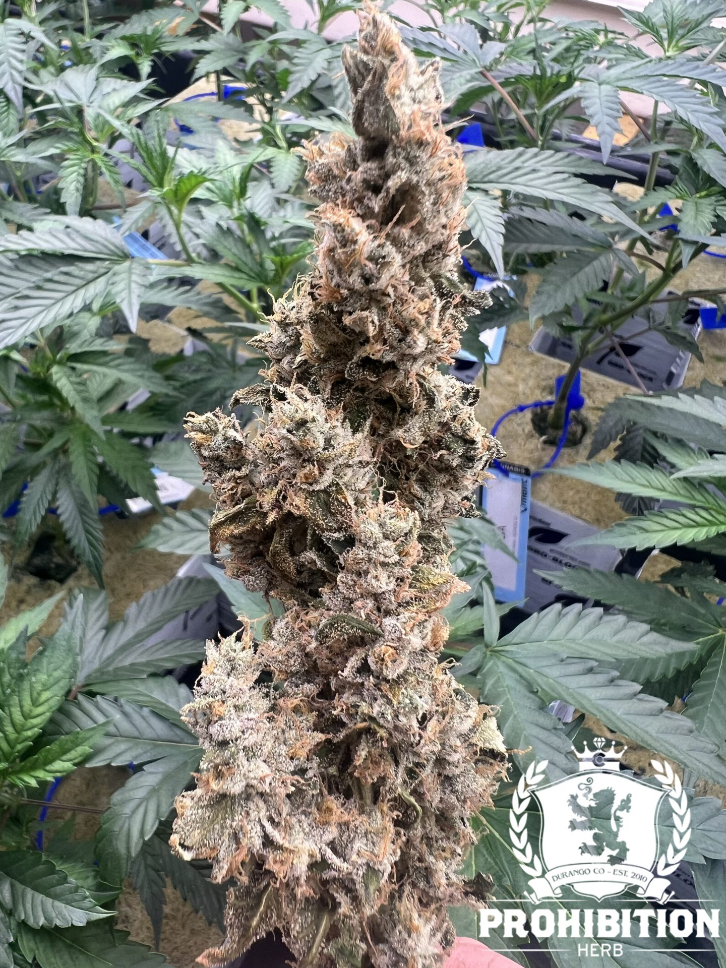 Photograph of product: Prohibition Herb - Flower - Kerfuffle - Bulk - 28g