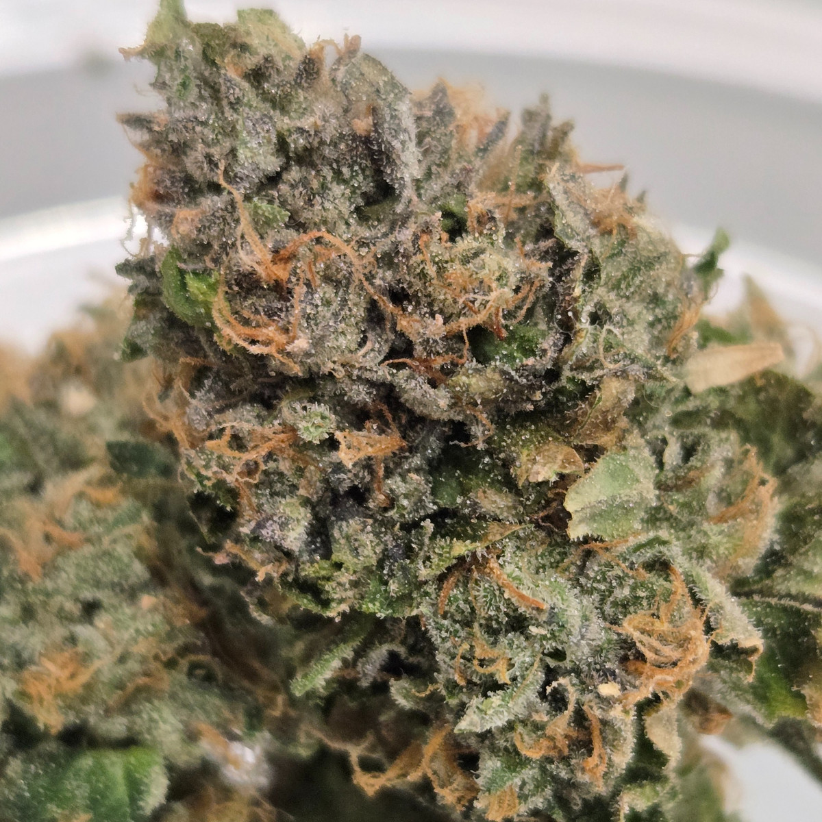 Photograph of product: Cotton Candy - 3.5g
