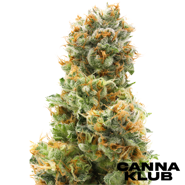 Photograph of product: PAPAYA X FUMEZ #10 3.5G