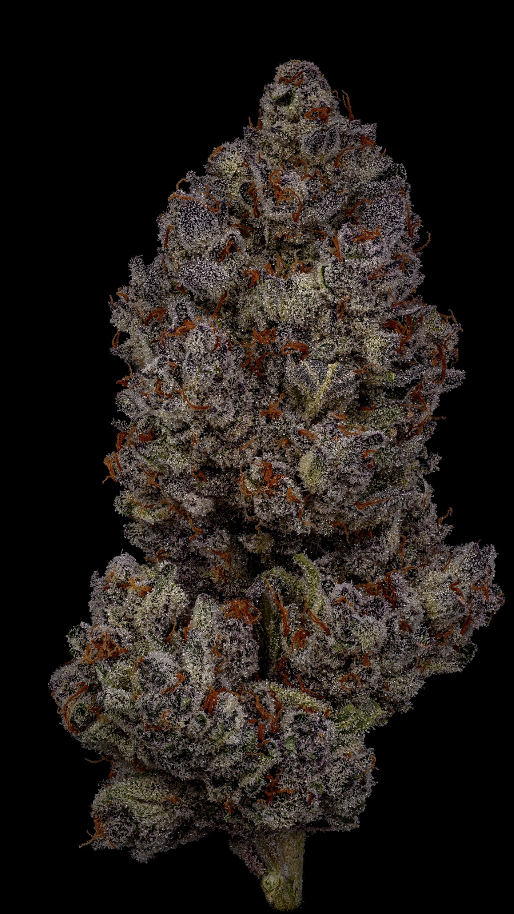 Photograph of product: HI-FUEL - Pre-Packaged - Cherry Rage - 3.5g