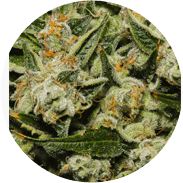 Photograph of product: Head Cheese - 3.5g - POL - Polaris MMJ