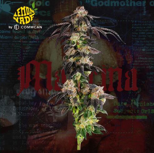 Photograph of product: Madrina - 3.5g