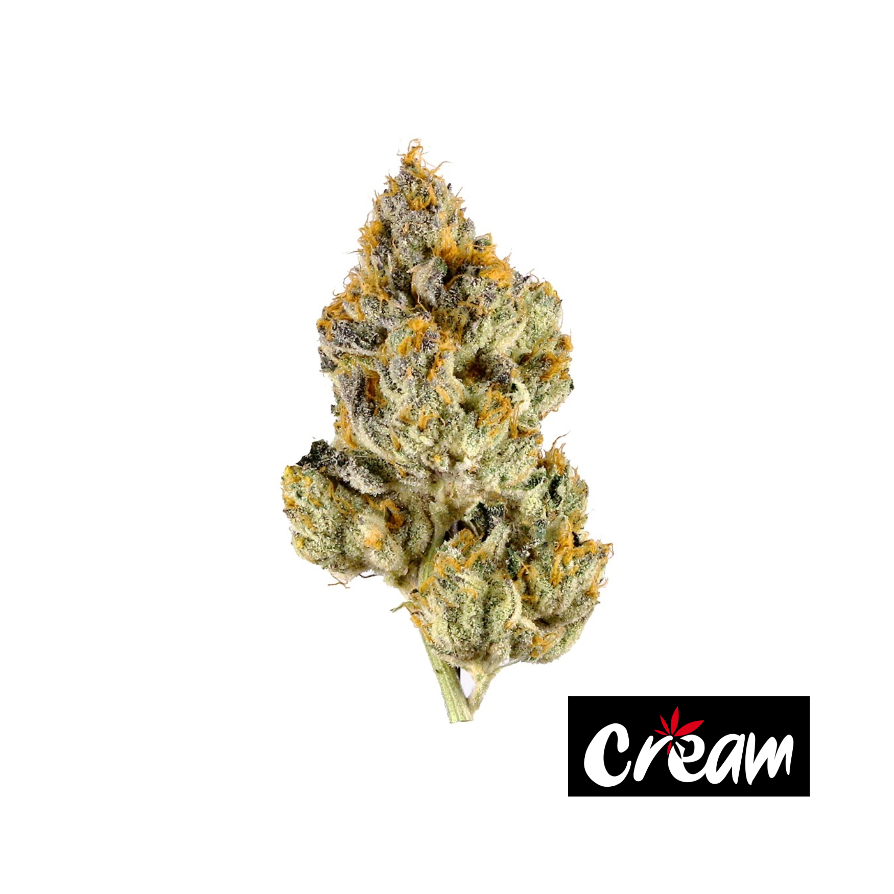 Photograph of product: The Soap - 3.5g