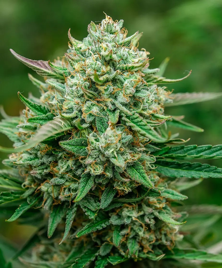 Photograph of product: Froot By The Foot | 3.5g