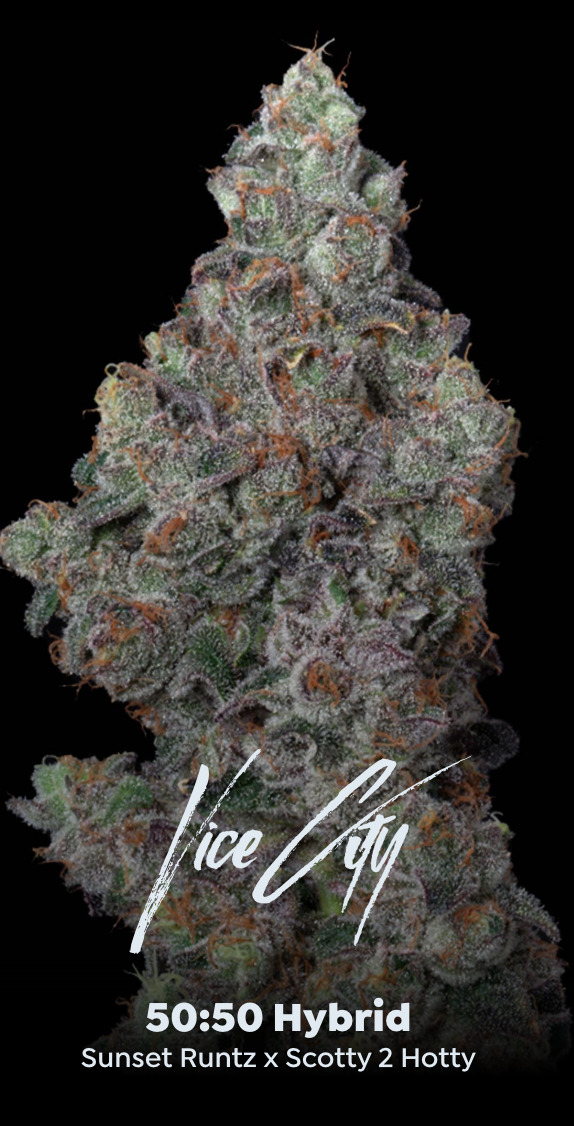 Photograph of product: Flower: Vice City - 14g