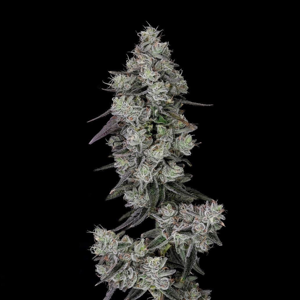 Photograph of product: Wojo Flower - Beach Wedding - 3.5g