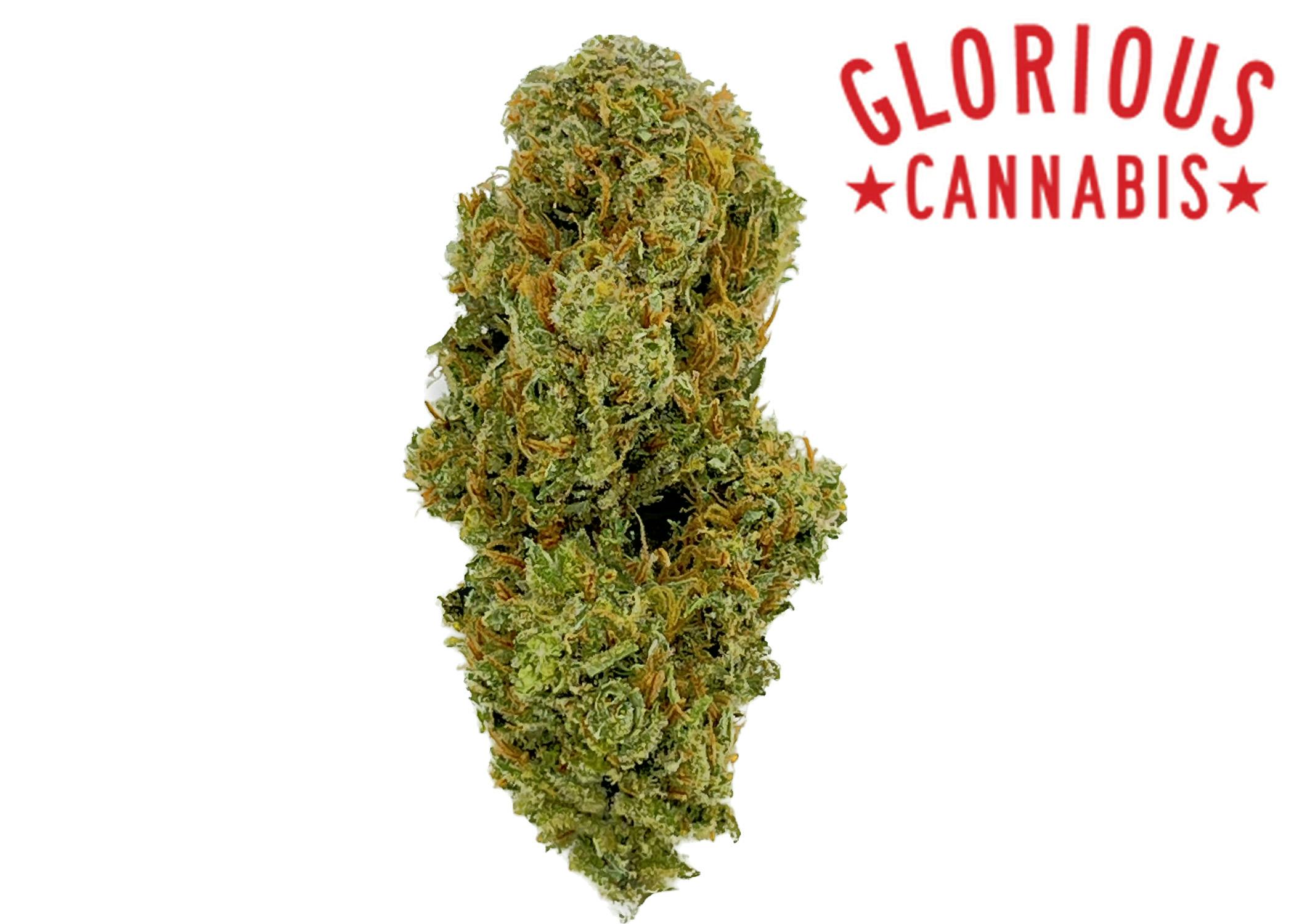 Photograph of product: Georgia Haze | Glorious Oui'd | Bulk Flower - 1g