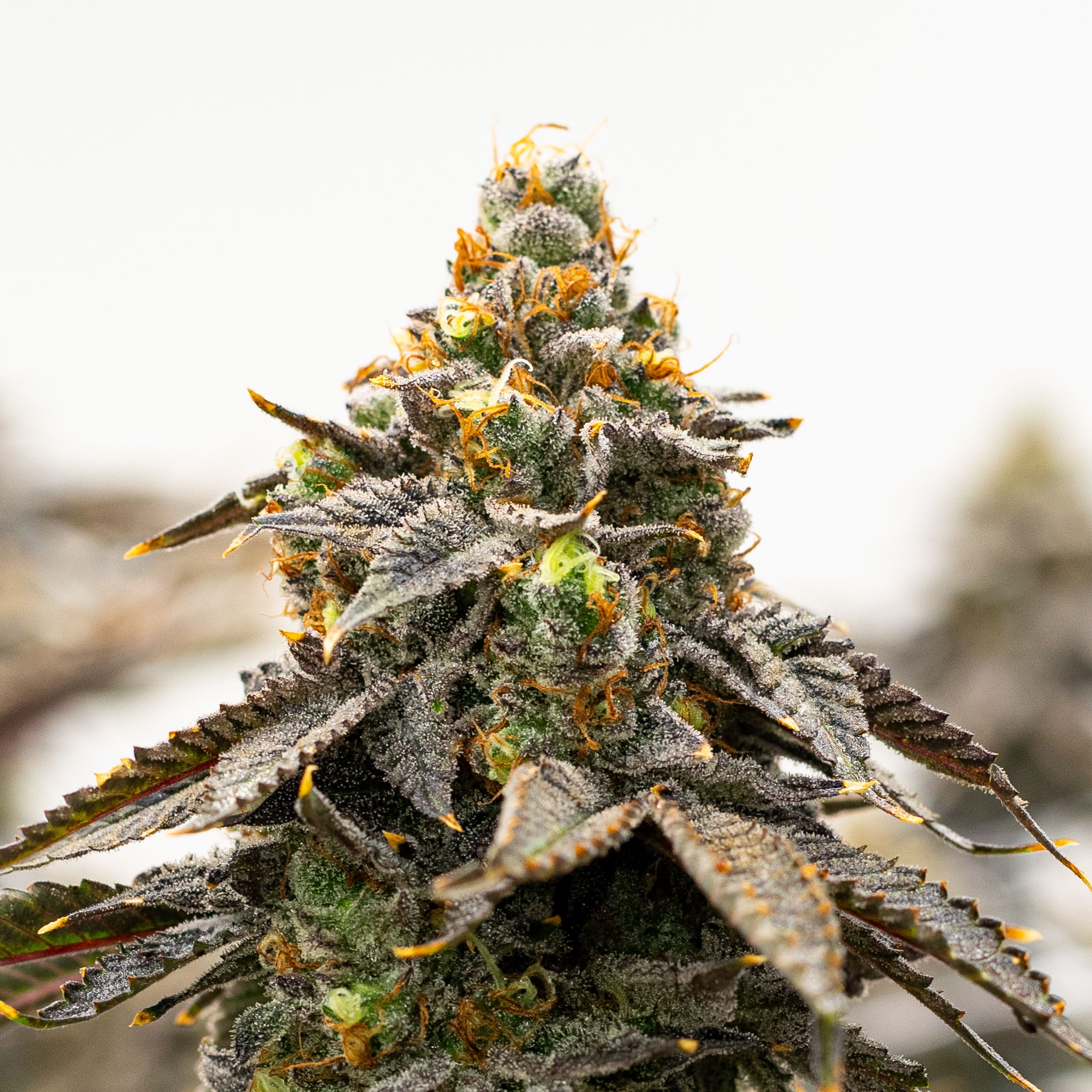 Photograph of product: Premium | Donnie's Element | Culta - 3.5g