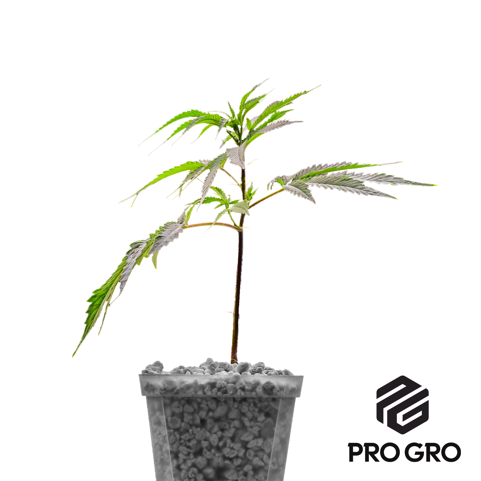 Photograph of product: Apple Tart