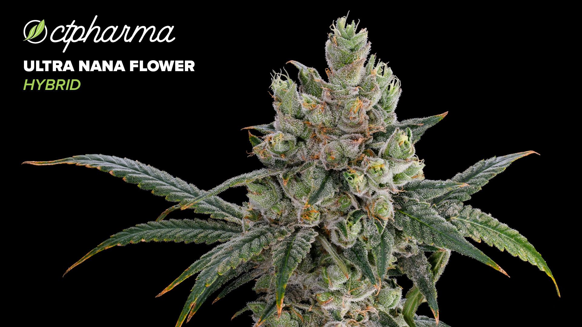 Photograph of product: CTPharma Ultra Nana Whole Flower 26.20% (H) 3.5g - 25934