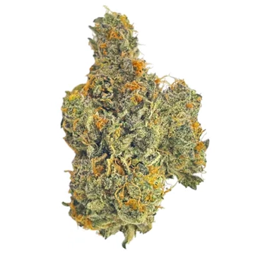 Photograph of product: Voyage Bloom Cherry Expo Prepack Rec - 14g