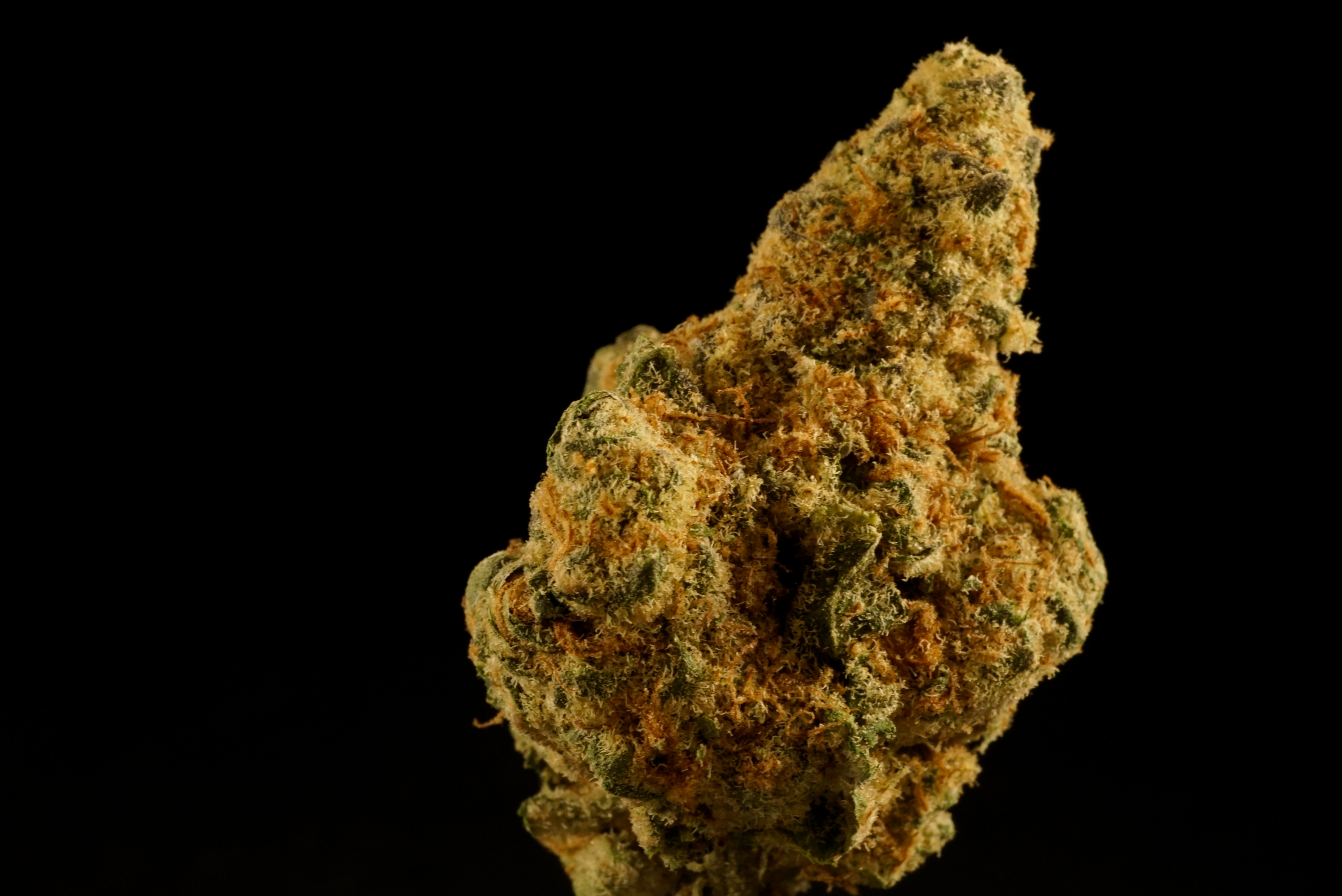 Photograph of product: Blue Garlic - 1g