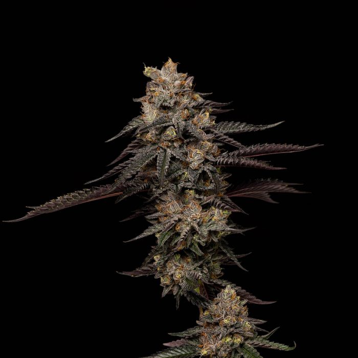 Photograph of product: Ice Cream Cake Pre-Roll | 1g