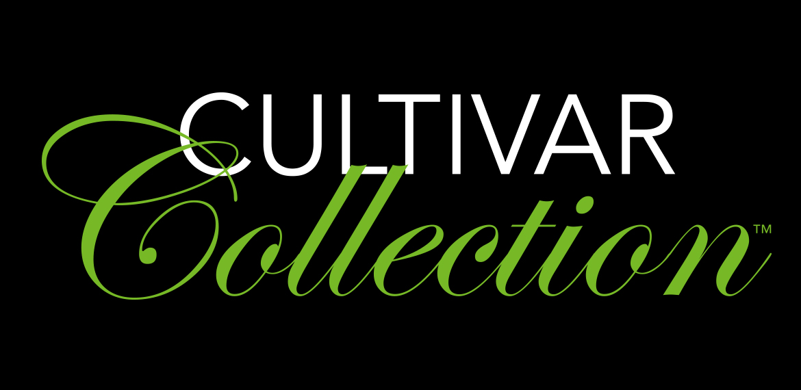 Photograph of Product: Cultivar Collection Earthquake #25 Preroll