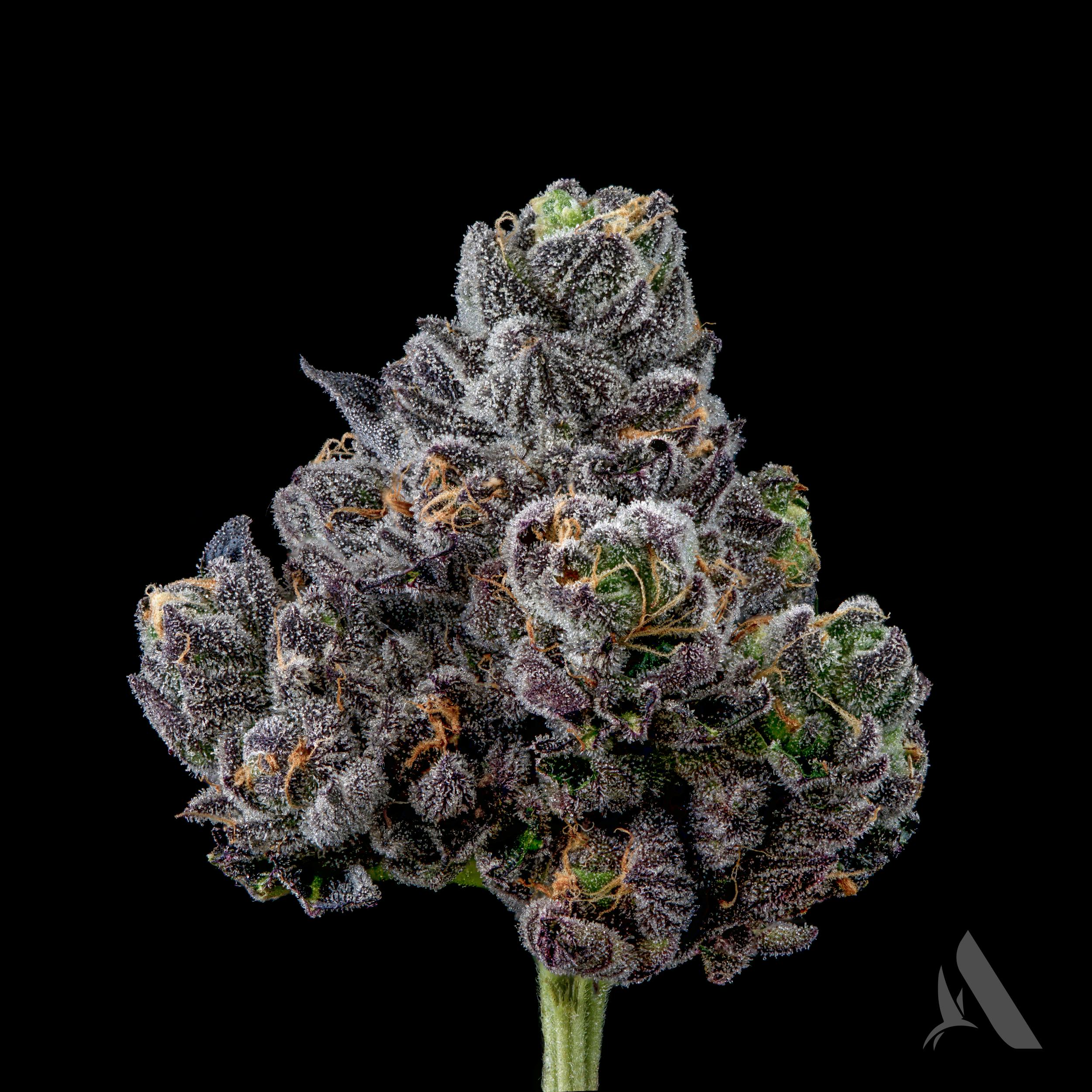 Photograph of Product: Affinity Appz Bnnz Flower T20.15% (H) 00412