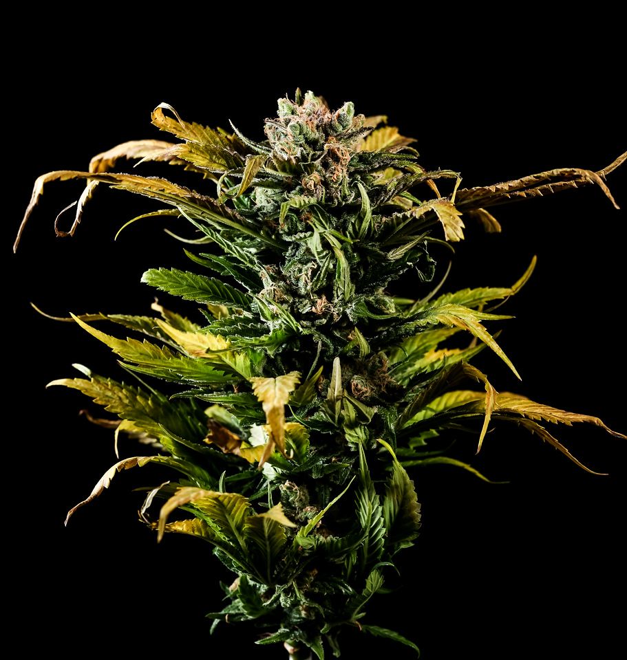 Photograph of product: Durban Poison | Shake - 14g