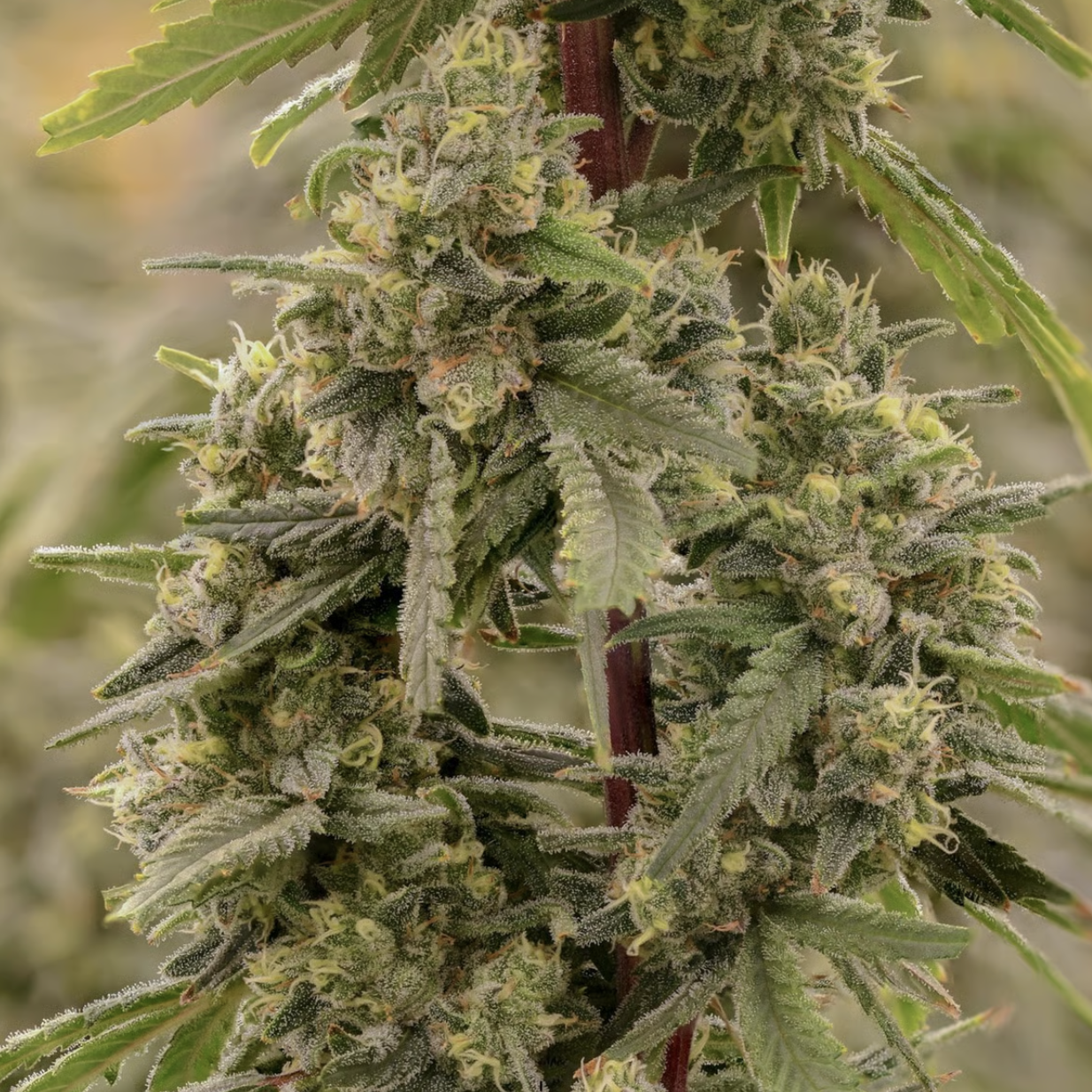 Photograph of product: SOL-CANNA SKUNKBERRY FLOWER - 7g