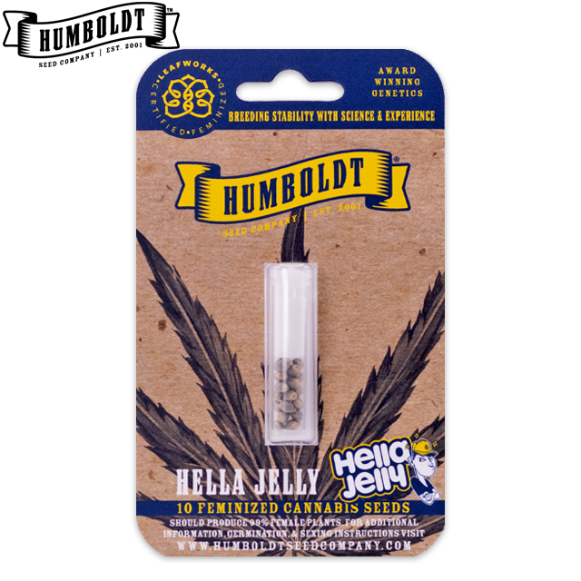 Photograph of product: HELLA JELLY - 10 FEMINIZED SEEDS