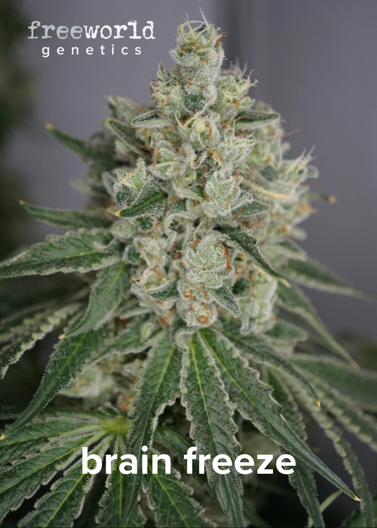Photograph of product: FreeWorld Genetics - Brain Freeze Seeds (3-pk) (H)