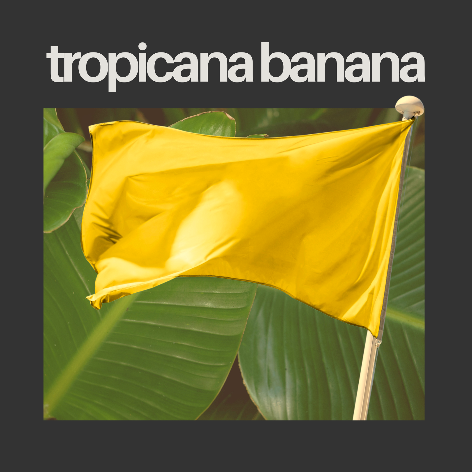 Photograph of product: C4 - PREPACK - 3.5G - TROPICANA BANANA - Oui'd