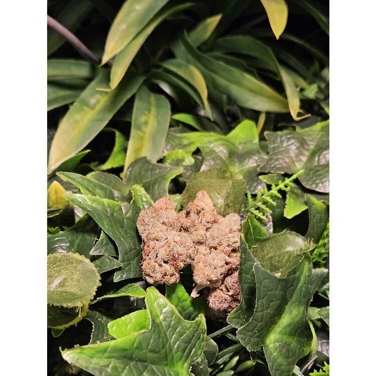Photograph of product: Bluemosa - Indoor Flower - Kaprikorn - Harvested: 5/5/25 - 1g