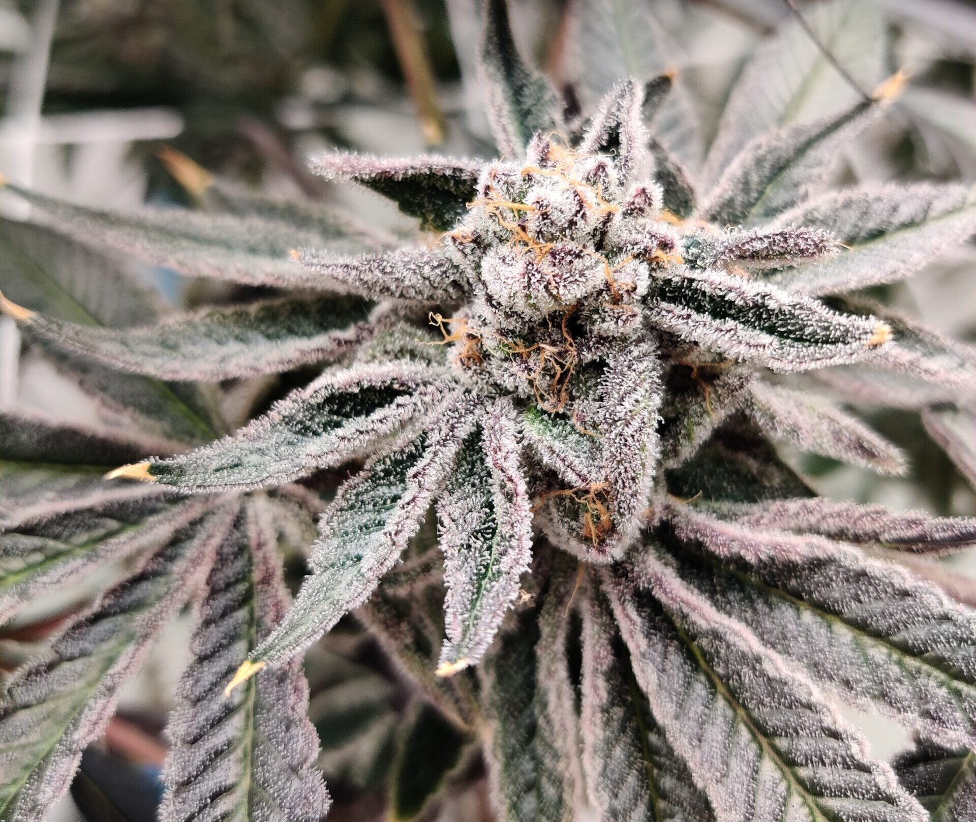 Photograph of product: Kapnos | American Pie | Pre-Roll (TAX INCLUDED)
