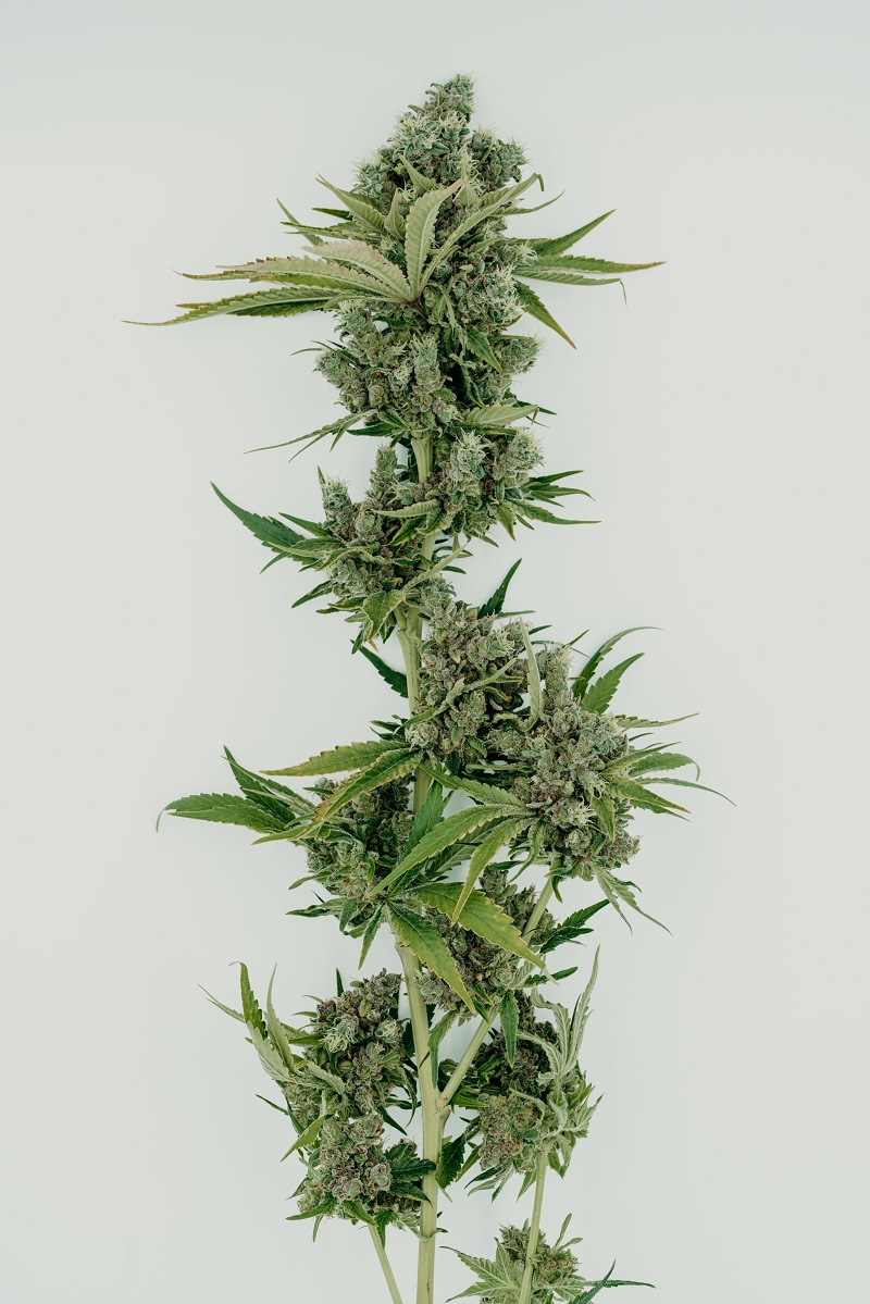 Photograph of product: Art - Home Grown