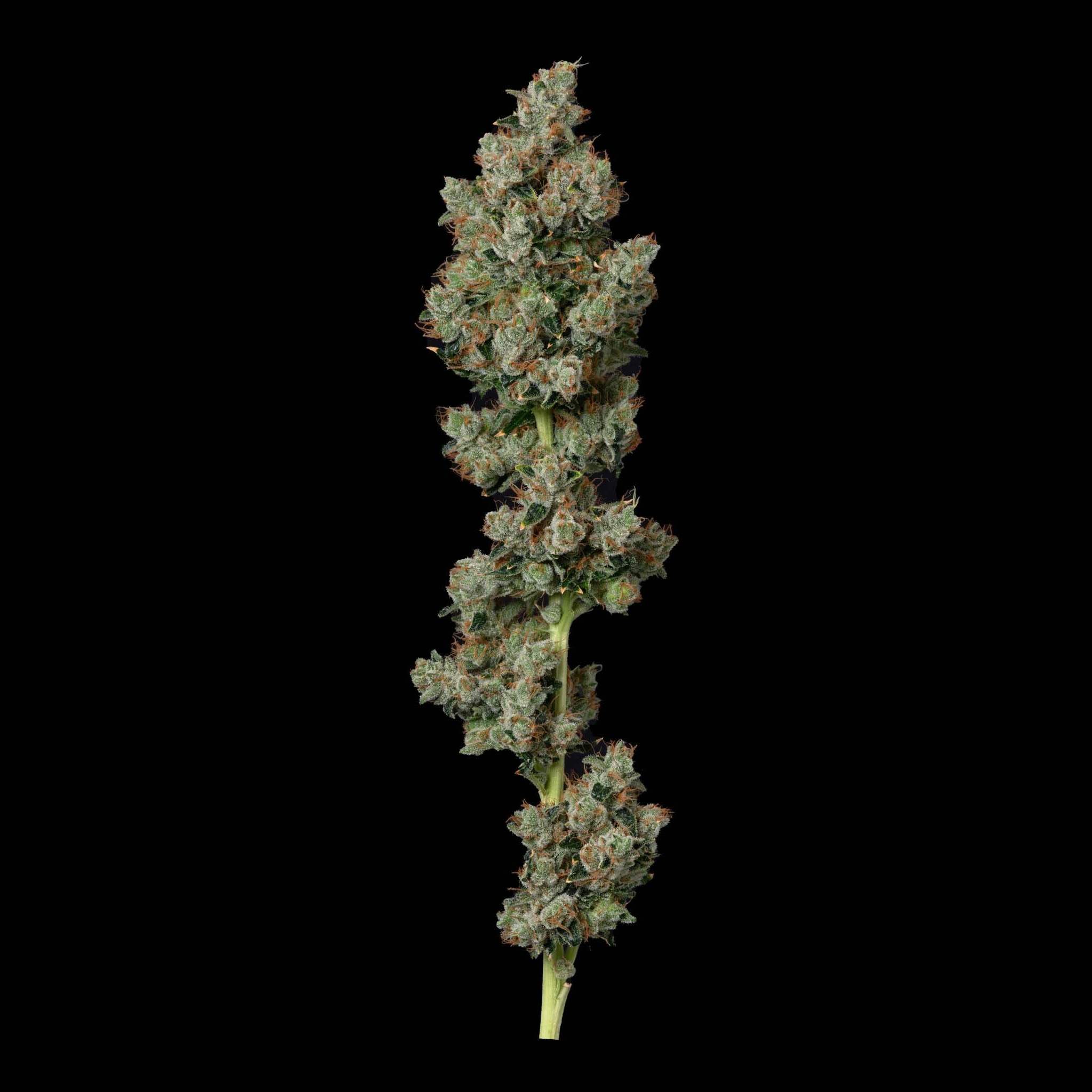 Photograph of product: Kosher Kush - 14g