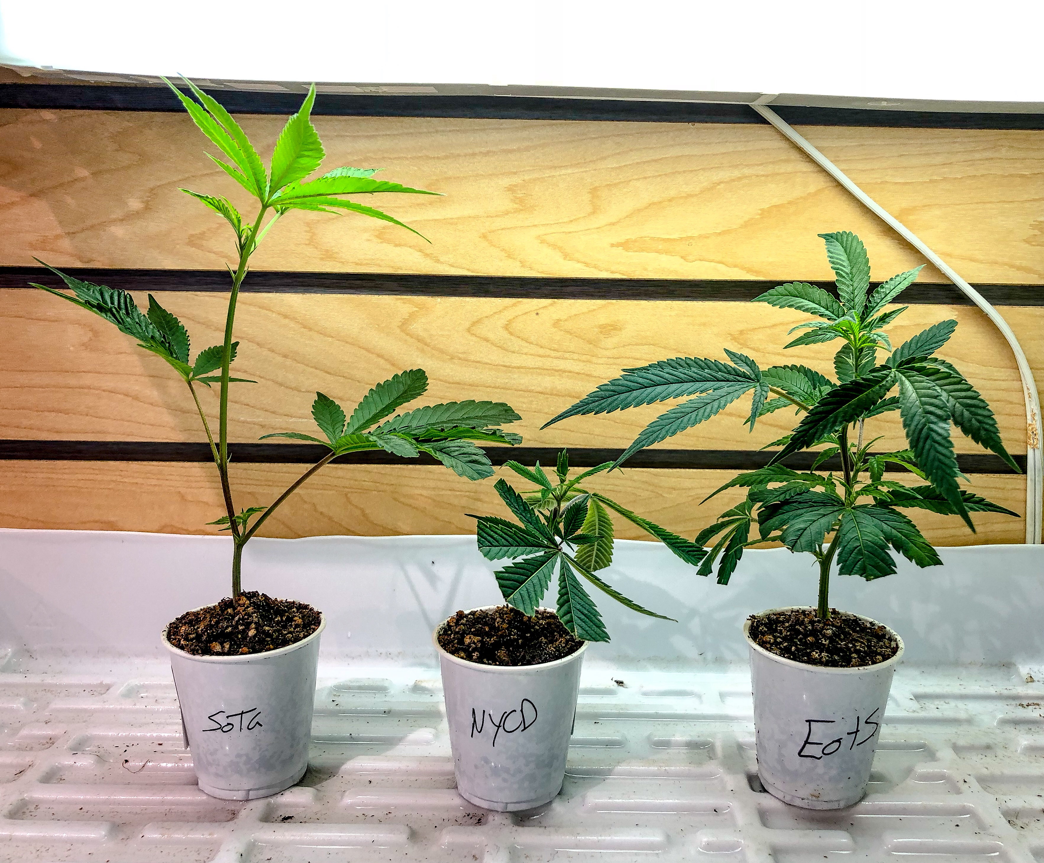 Photograph of product: Grease Monkey Clone