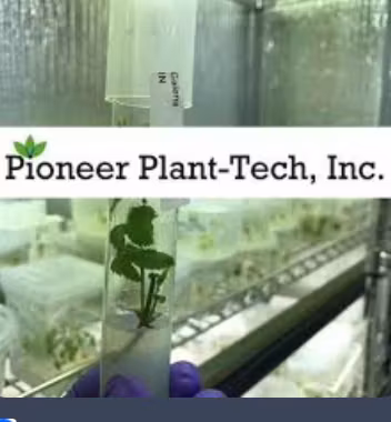 Photograph of product: Pioneer Plant-Tech - Purple Marmalade - 5pk Joints