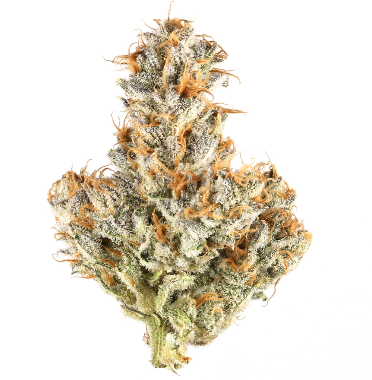 Photograph of product: White Truffle - 7g