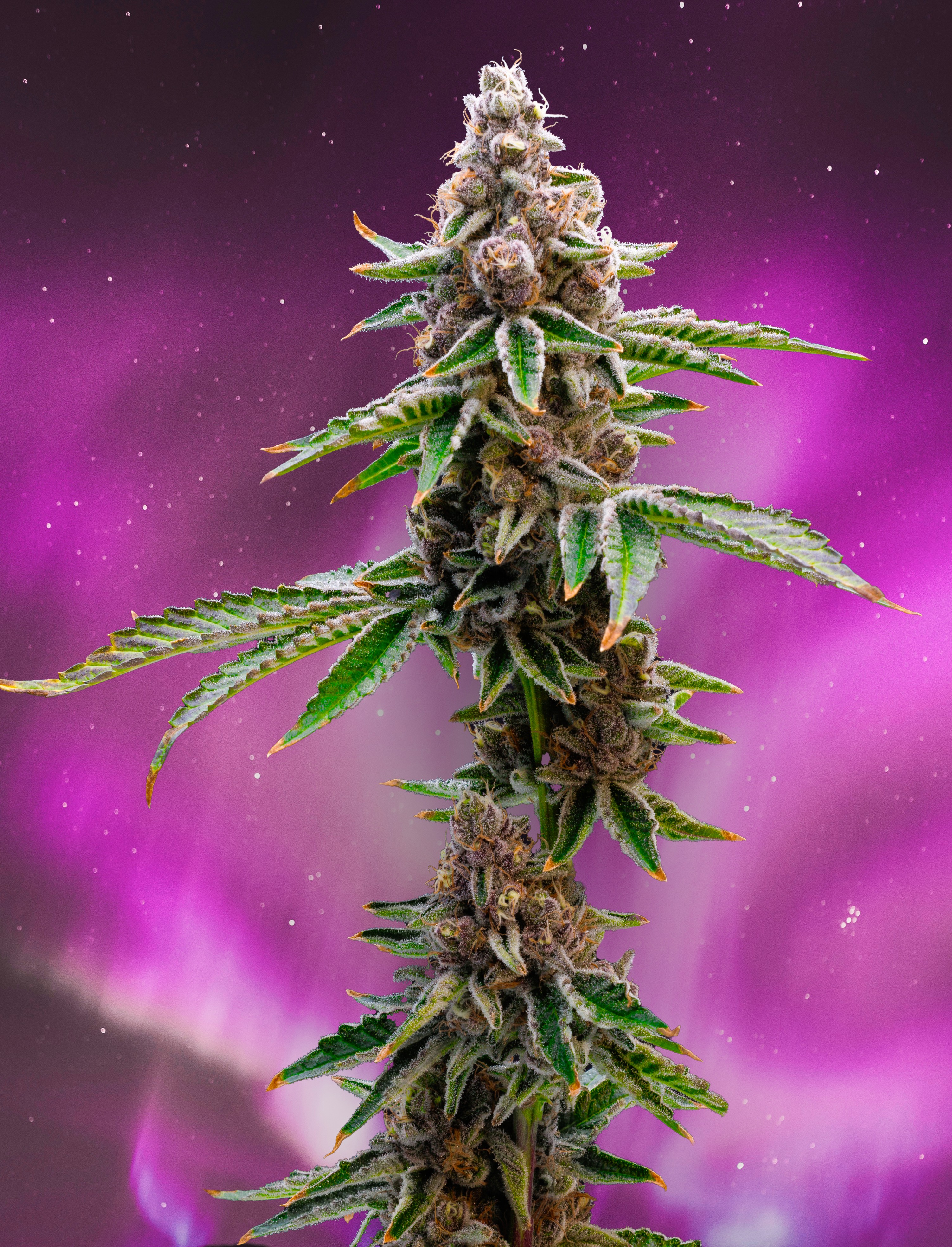 Photograph of product: Ice Cream Sundae (H) - Asteroid Oui'd - Assorted Buds Pre-Packaged T2 - 28g
