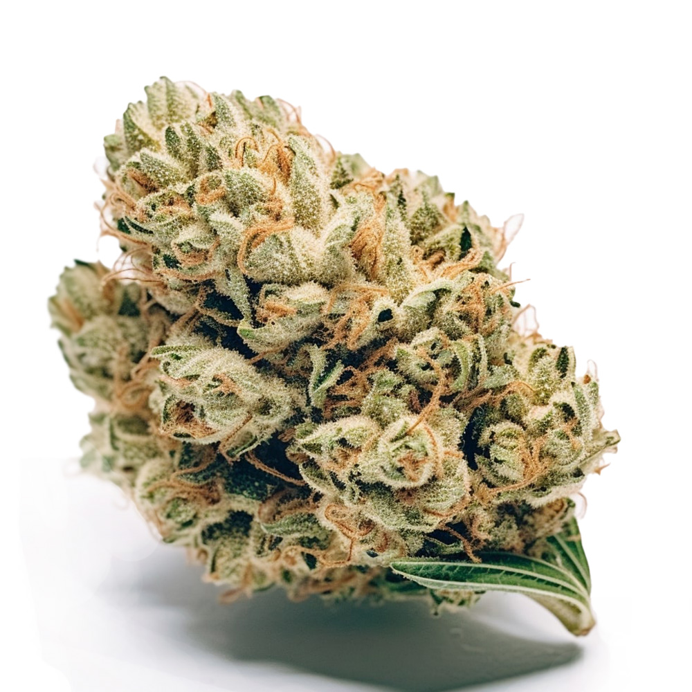 Photograph of product: Herbarium - Jack Herer - 1/2oz