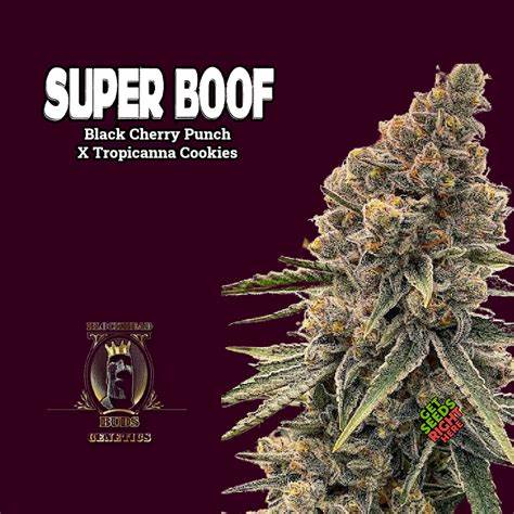 Photograph of product: flying cactus super boof - 3.5g